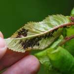 Nie wyrzucaj, tylko rozwieś na gałęziach. Wszystkie mszyce pouciekają