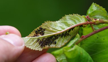 Nie wyrzucaj, tylko rozwieś na gałęziach. Wszystkie mszyce pouciekają