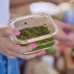 Nie z bazylii czy pietruszki. Wiosną pesto robię z tej dzikiej rośliny