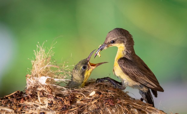 Nie zabieraj młodych ptaków do domu. To nie pomoc