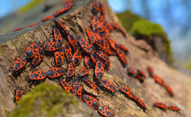 Nie zabijaj tych czerwonych robaków. Są bardziej pożyteczne, niż myślisz