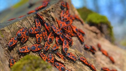 Nie zabijaj tych czerwonych robaków. Są bardziej pożyteczne, niż myślisz