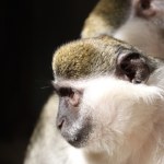 ​"Nie zbliżać się ani nie łapać!". Po mieście biegają kotawce