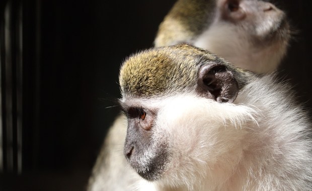 ​"Nie zbliżać się ani nie łapać!". Po mieście biegają kotawce