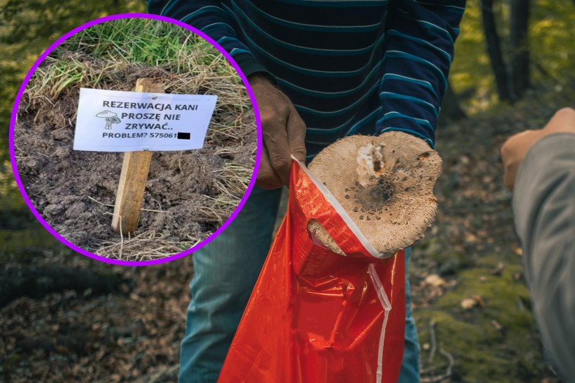 Nie zdążył zebrać grzybów w lesie. Postawił kontrowersyjną tabliczkę
