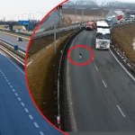 Nie zgadniesz, kto spacerował po autostradzie. Zobacz niecodzienne sceny 