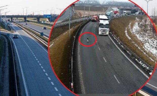 Nie zgadniesz, kto spacerował po autostradzie. Zobacz niecodzienne sceny 