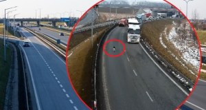 Nie zgadniesz, kto spacerował po autostradzie. Zobacz niecodzienne sceny 