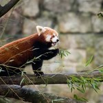 Nie żyją dwie pandki rude z wrocławskiego zoo. Zagadkowa śmierć samicy
