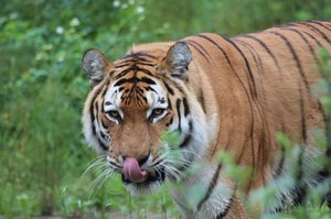 Nie żyje 19-letni tygrys syberyjski z zoo w Bydgoszczy. To gatunek zagrożony