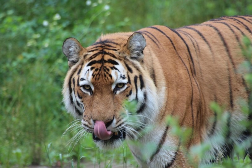 Nie żyje 19-letni tygrys syberyjski z zoo w Bydgoszczy. To gatunek zagrożony
