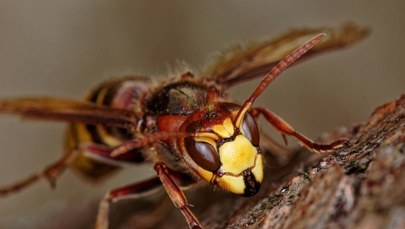 Nie żyje 53-latek użądlony przez szerszenie. Próbował sam usunąć gniazdo owadów