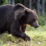 Nie żyje 58-latka. Syn twierdzi, że zaatakował ją niedźwiedź