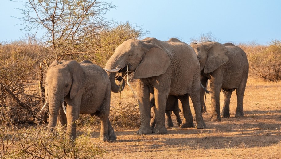 Zmiażdżyło ją stado słoni. Tragiczna śmierć turystki w parku narodowym