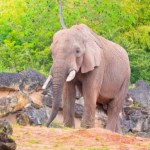 Nie żyje brat słonia Ninia. Polskie zoo przekazało złe wieści