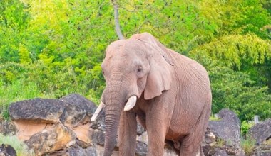 Nie żyje brat słonia Ninia. Polskie zoo przekazało złe wieści