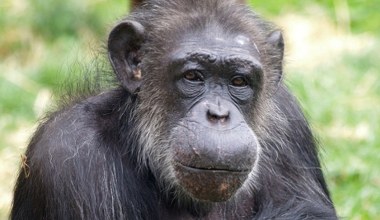 Nie żyje genialna szympansica. Czytała po angielsku i chińsku