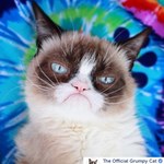 Nie żyje Grumpy Cat, kot słynny z internetowych memów