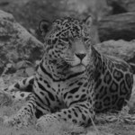 Nie żyje jaguar Kali z warszawskiego ZOO. Miał 21 lat