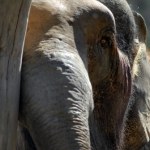 Gdański Ogród Zoologiczny Nie żyje Katka - najstarsza słonica w Europie. Gdańskie zoo żegna swoją legendę