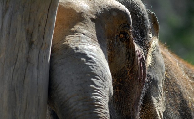 Nie żyje Katka - najstarsza słonica w Europie. Gdańskie zoo żegna swoją legendę