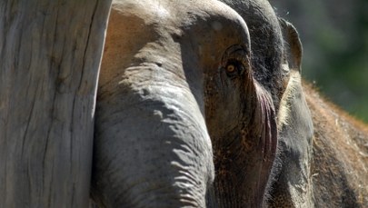 Nie żyje Katka - najstarsza słonica w Europie. Gdańskie zoo żegna swoją legendę