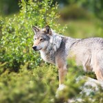 Nie żyje kolejny polski wilk. Zwierzę leżało niedaleko ambony