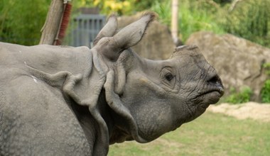 Nie żyje Kuba, nosorożec z Warszawy. "Uwielbiał muzykę klasyczną"