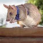 Nie żyje Magawa. Bohaterski szczur uratował dziesiątki ludzi