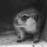 Nie żyje Mamuśka - przywódczyni surykatek z warszawskiego zoo