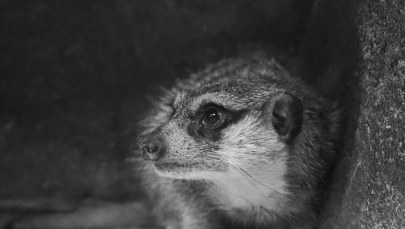 Nie żyje Mamuśka - przywódczyni surykatek z warszawskiego zoo