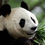 Nie żyje najstarsza panda w Japonii. Miała 28 lat