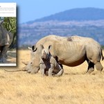 Nie żyje najstarszy nosorożec biały w Europie. Miał 54 lata
