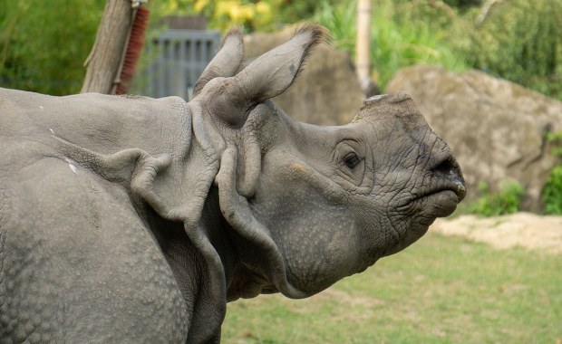 Nie żyje nosorożec Kuba z warszawskiego zoo. Lubił klasyczną muzykę i błotne kąpiele
