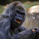 Nie żyje Ozzie, najstarszy goryl na świecie