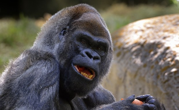 Nie żyje Ozzie, najstarszy goryl na świecie