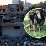 Nie żyje pies Proteo. W Turcji spod gruzów uratował dwie osoby