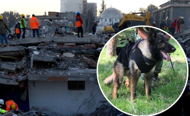 Nie żyje pies Proteo. W Turcji spod gruzów uratował dwie osoby