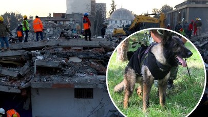 Nie żyje pies Proteo. W Turcji spod gruzów uratował dwie osoby
