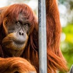 Nie żyje Puan - najstarszy orangutan świata. Miała 62 lata