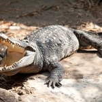 Nie żyje rybak, miał ślady pogryzień. Podejrzenia padły na krokodyla