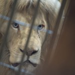 Nie żyje Sahim, pierwszy biały lew w Polsce. "Duma naszego ogrodu"