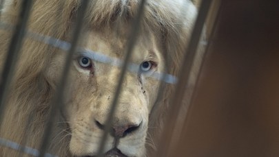 Nie żyje Sahim, pierwszy biały lew w Polsce. "Duma naszego ogrodu"