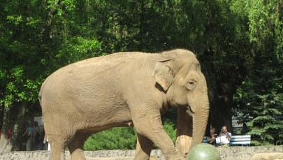 Nie żyje słonica Magda. Była najstarszą mieszkanką łódzkiego ZOO 