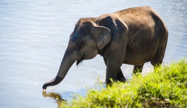 Nie żyje turysta raniony przez słonia. Kolejny taki przypadek