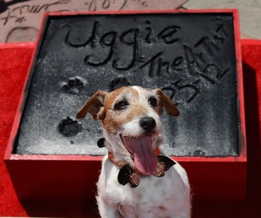 Nie żyje Uggie, pies z oscarowego "Artysty"  