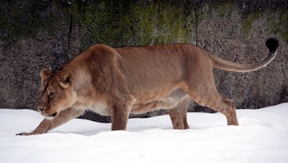 Nie żyje ulubienica łodzian - lwica Tycia