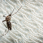 Niebezpieczna choroba przenoszona przez komary na Haiti
