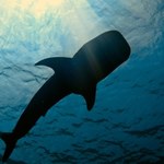 Niebezpieczna gra "Niebieski wieloryb" trafiła do Polski