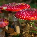 Niebezpieczna moda wśród influencerów. Chodzi o trujące muchomory